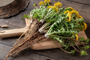 Read more about the article Dandelion – One of nature’s most versatile “weeds”