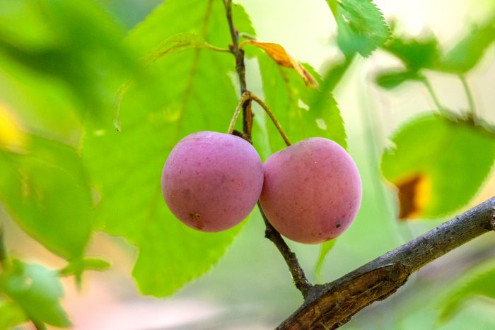 two wild plums hanging on a plum tree