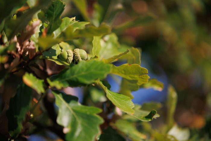 two green acorns growing on an oak tree