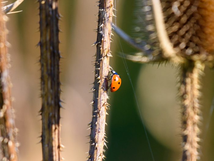 Lady bug walks up a thistle stem