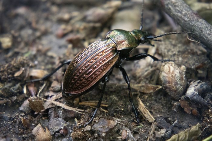 ground beetle walking on the forest floor