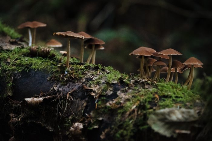 Several mushrooms growing on top of a mossy log